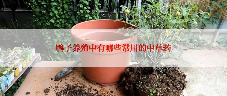 鸭子养殖中有哪些常用的中草药