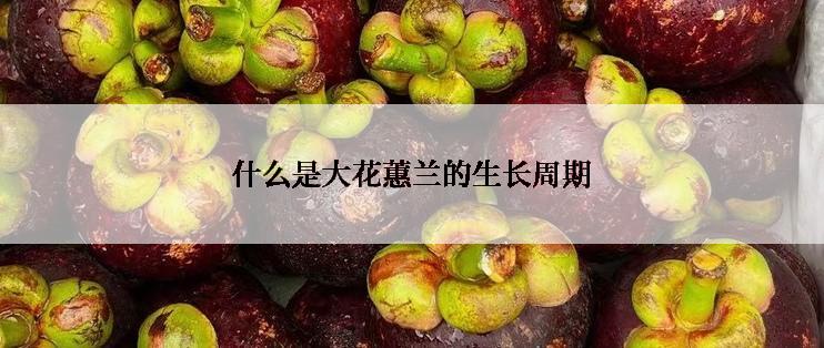 什么是大花蕙兰的生长周期