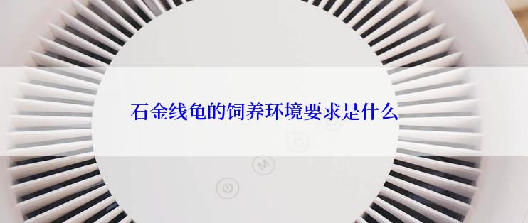 石金线龟的饲养环境要求是什么