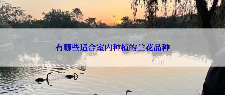 有哪些适合室内种植的兰花品种