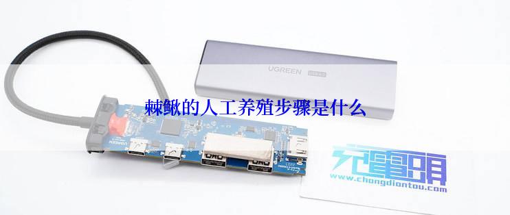 棘鳅的人工养殖步骤是什么
