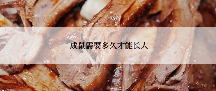  成鼠需要多久才能长大