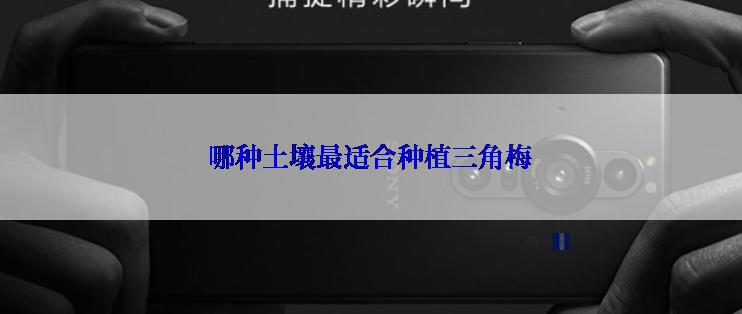 哪种土壤最适合种植三角梅