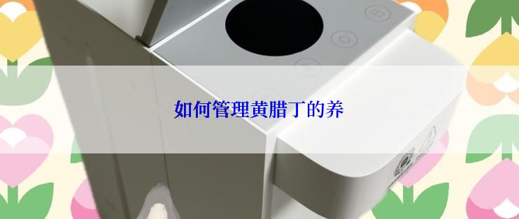 如何管理黄腊丁的养