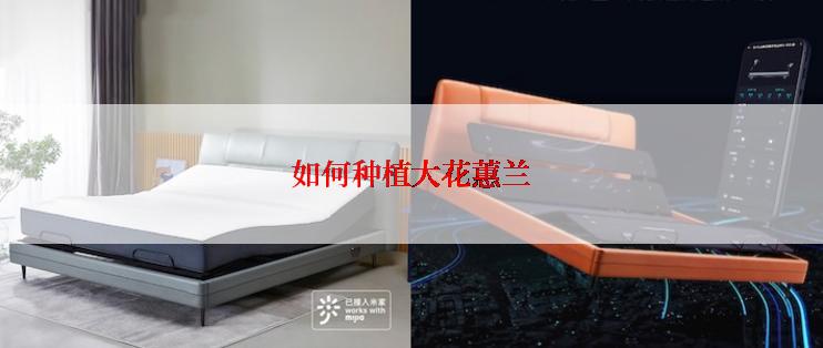 如何种植大花蕙兰
