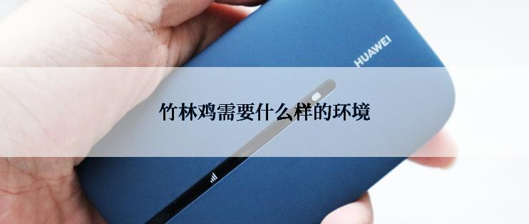 竹林鸡需要什么样的环境