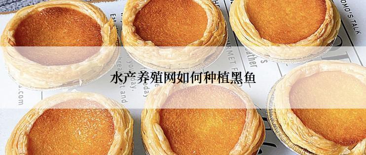 水产养殖网如何种植黑鱼