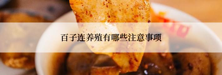 百子连养殖有哪些注意事项