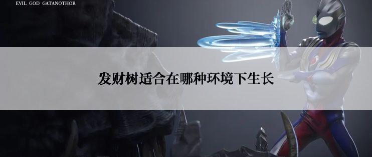 发财树适合在哪种环境下生长