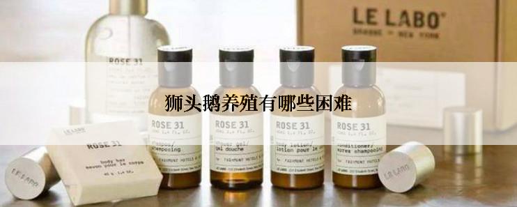 狮头鹅养殖有哪些困难