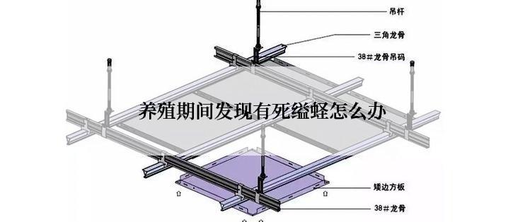 养殖期间发现有死缢蛏怎么办