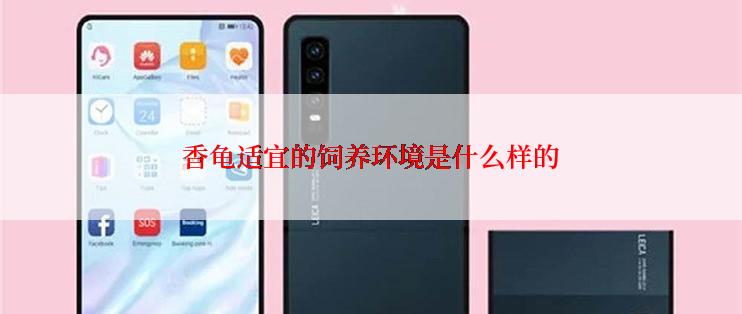 香龟适宜的饲养环境是什么样的