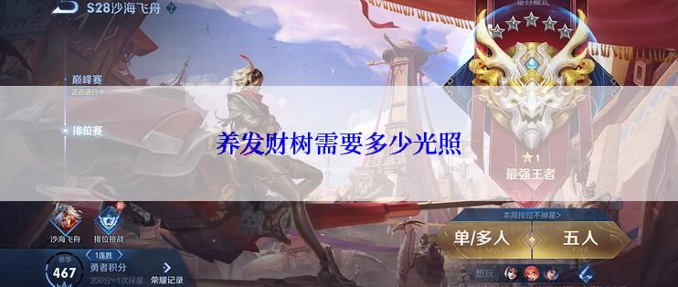 养发财树需要多少光照