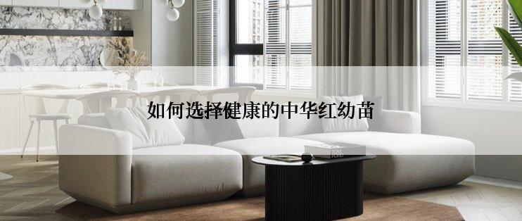 如何选择健康的中华红幼苗