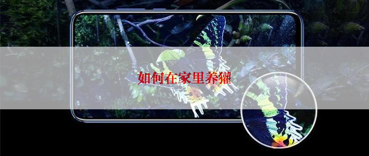 如何在家里养獾