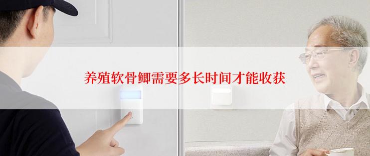 养殖软骨鲫需要多长时间才能收获