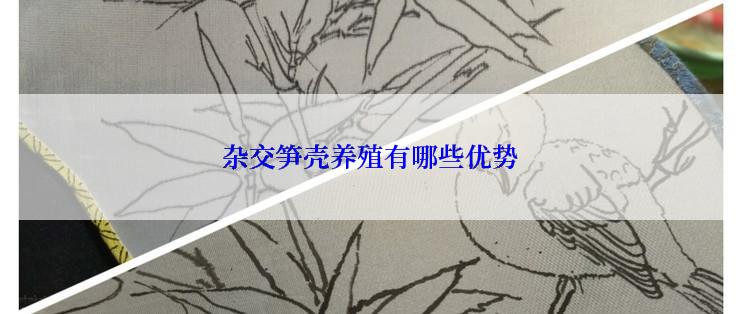杂交笋壳养殖有哪些优势