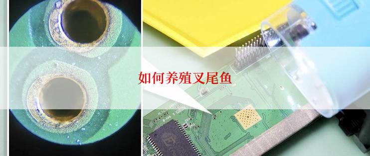 如何养殖叉尾鱼
