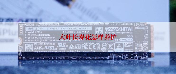 大叶长寿花怎样养护