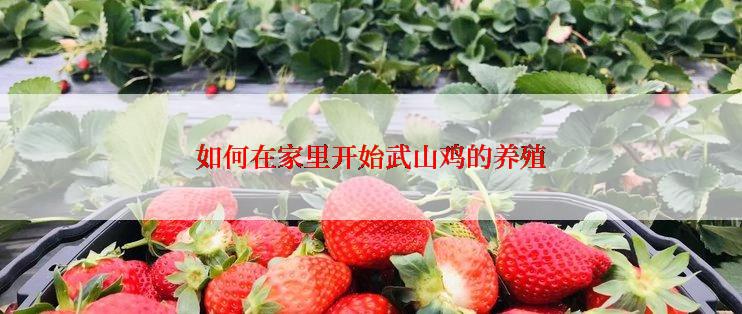 如何在家里开始武山鸡的养殖