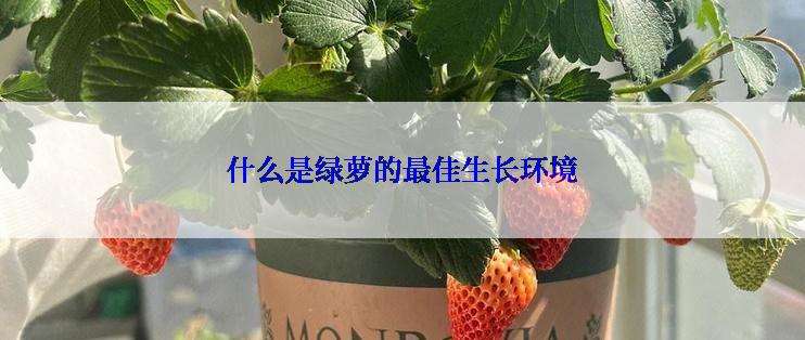 什么是绿萝的最佳生长环境