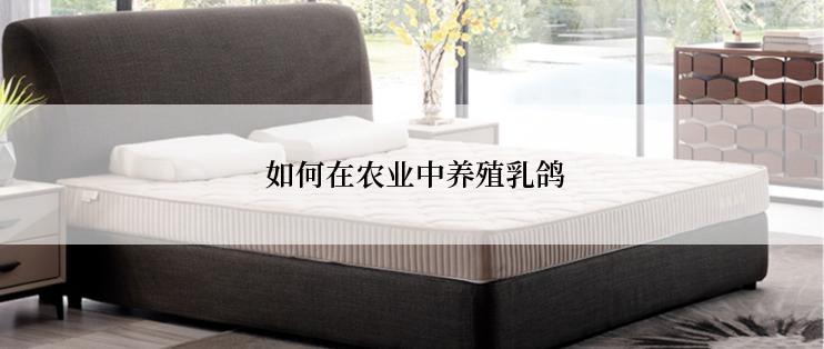  如何在农业中养殖乳鸽