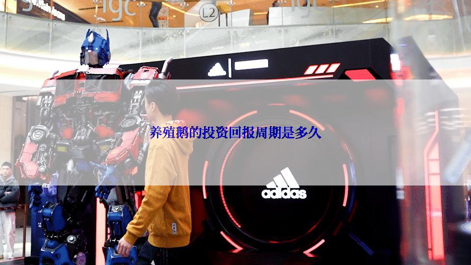 养殖鹅的投资回报周期是多久