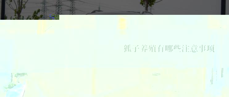 狐子养殖有哪些注意事项