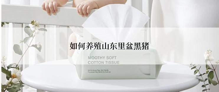 如何养殖山东里盆黑猪