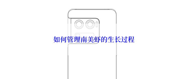  如何管理南美虾的生长过程