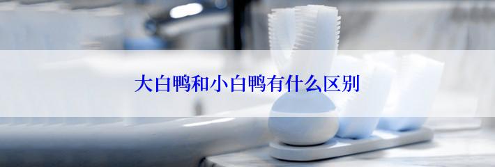 大白鸭和小白鸭有什么区别