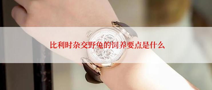  比利时杂交野兔的饲养要点是什么