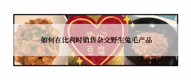  如何在比利时销售杂交野生兔毛产品