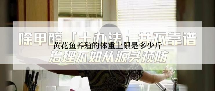 黄花鱼养殖的体重上限是多少斤