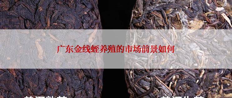 广东金线蛭养殖的市场前景如何