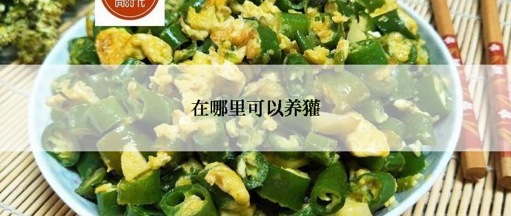 在哪里可以养獾