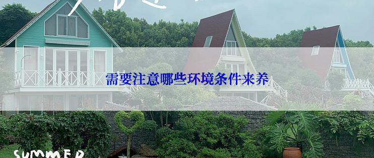 需要注意哪些环境条件来养