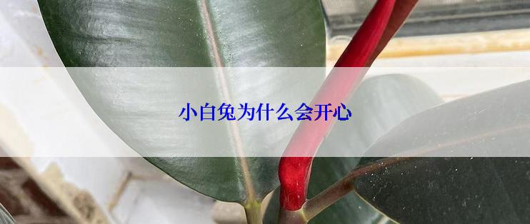 小白兔为什么会开心